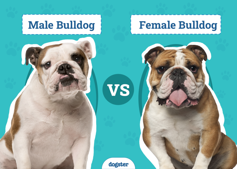 Male Vs Female Bulldog