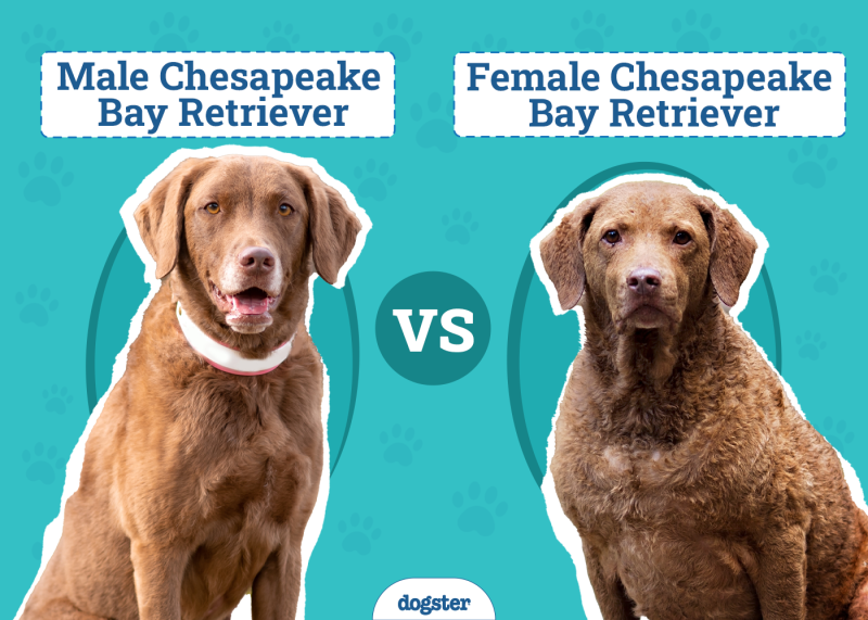 Male Vs Female Chesapeake Bay Retrievers