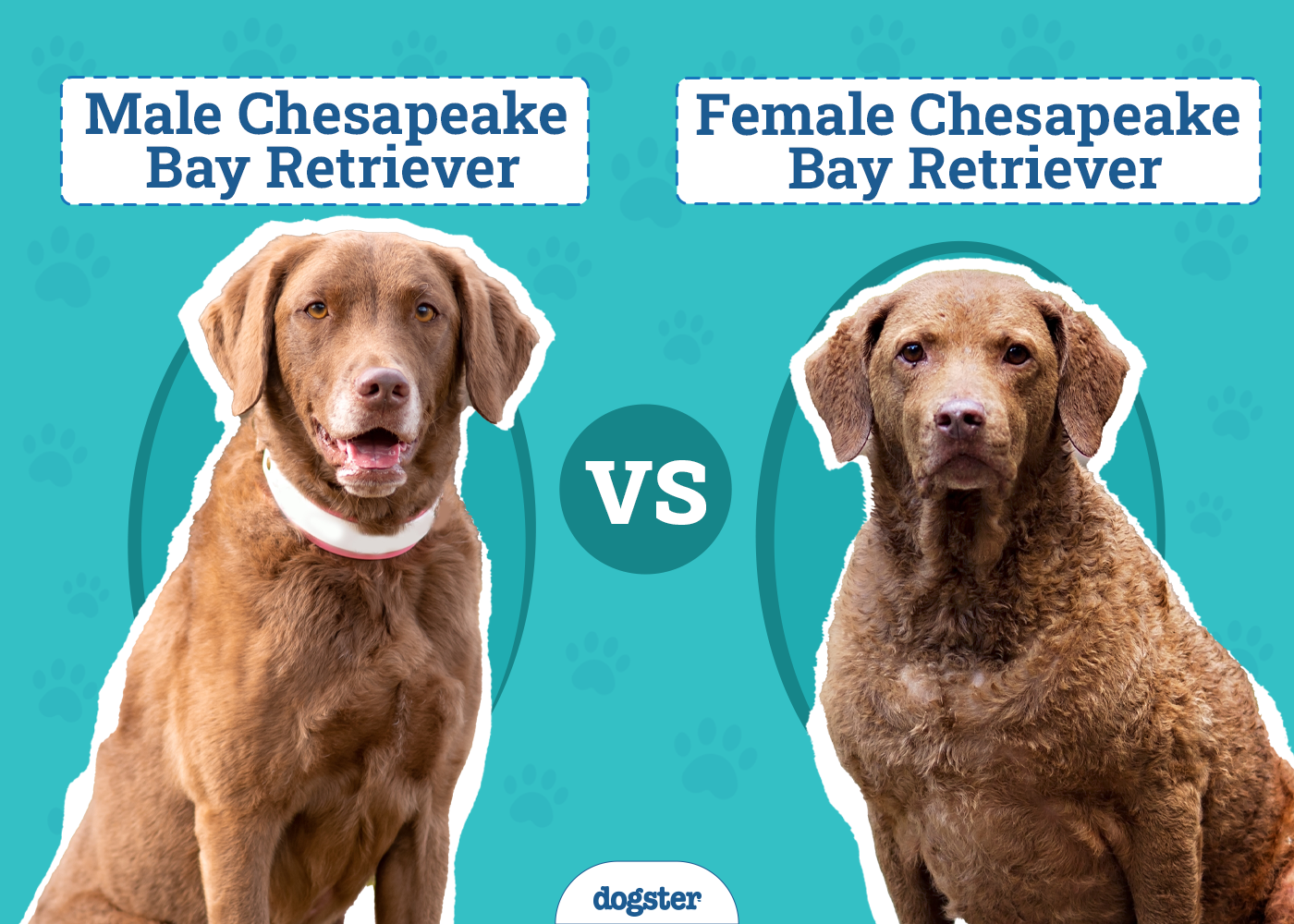 Male Vs Female Chesapeake Bay Retrievers