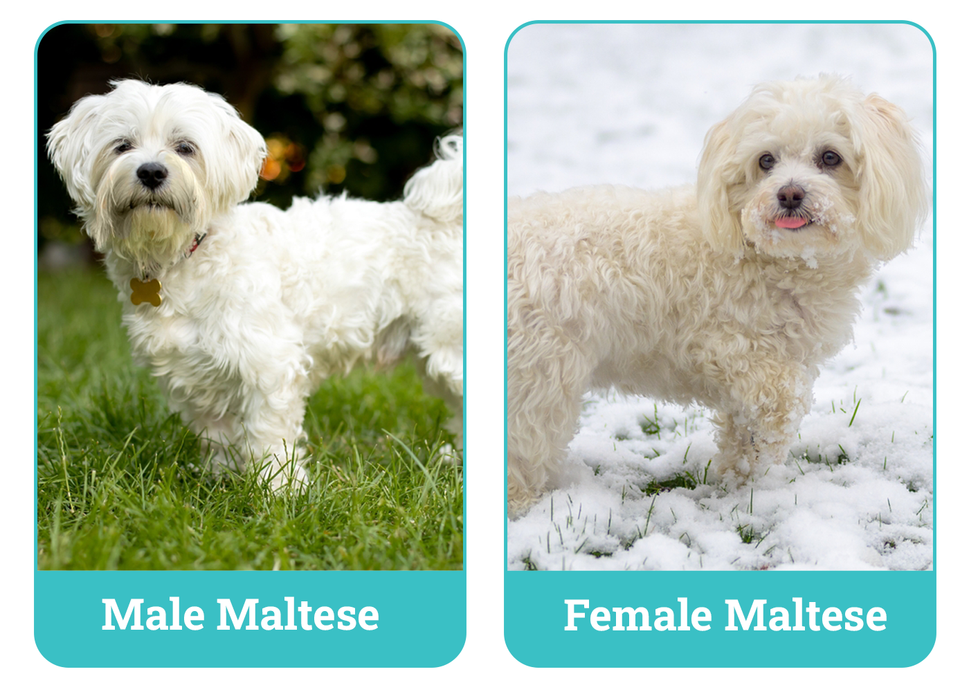 Male Vs Female Maltese Side By Side