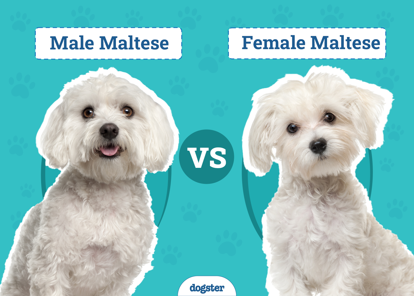 Male Vs Female Maltese