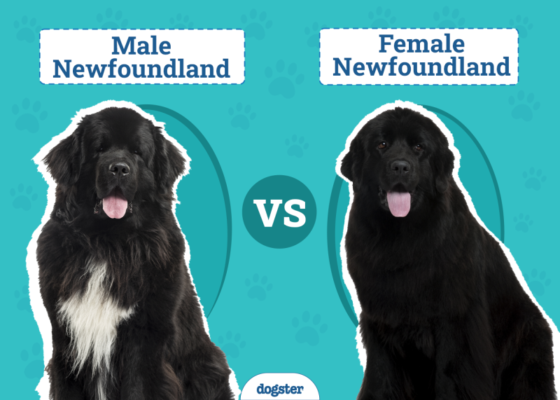 Male Vs Female Newfoundland
