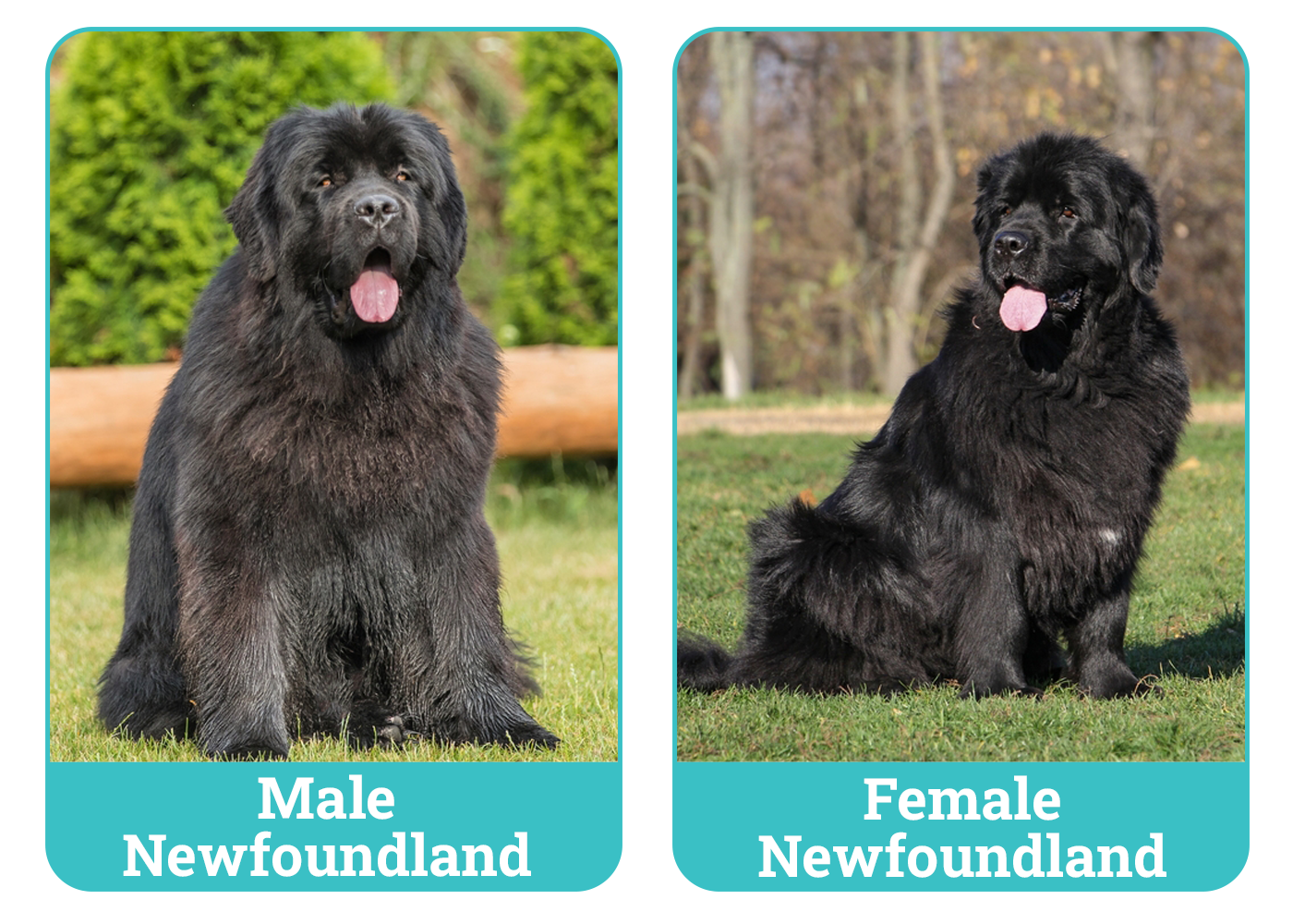 Male Vs Female Newfoundland Side By Side