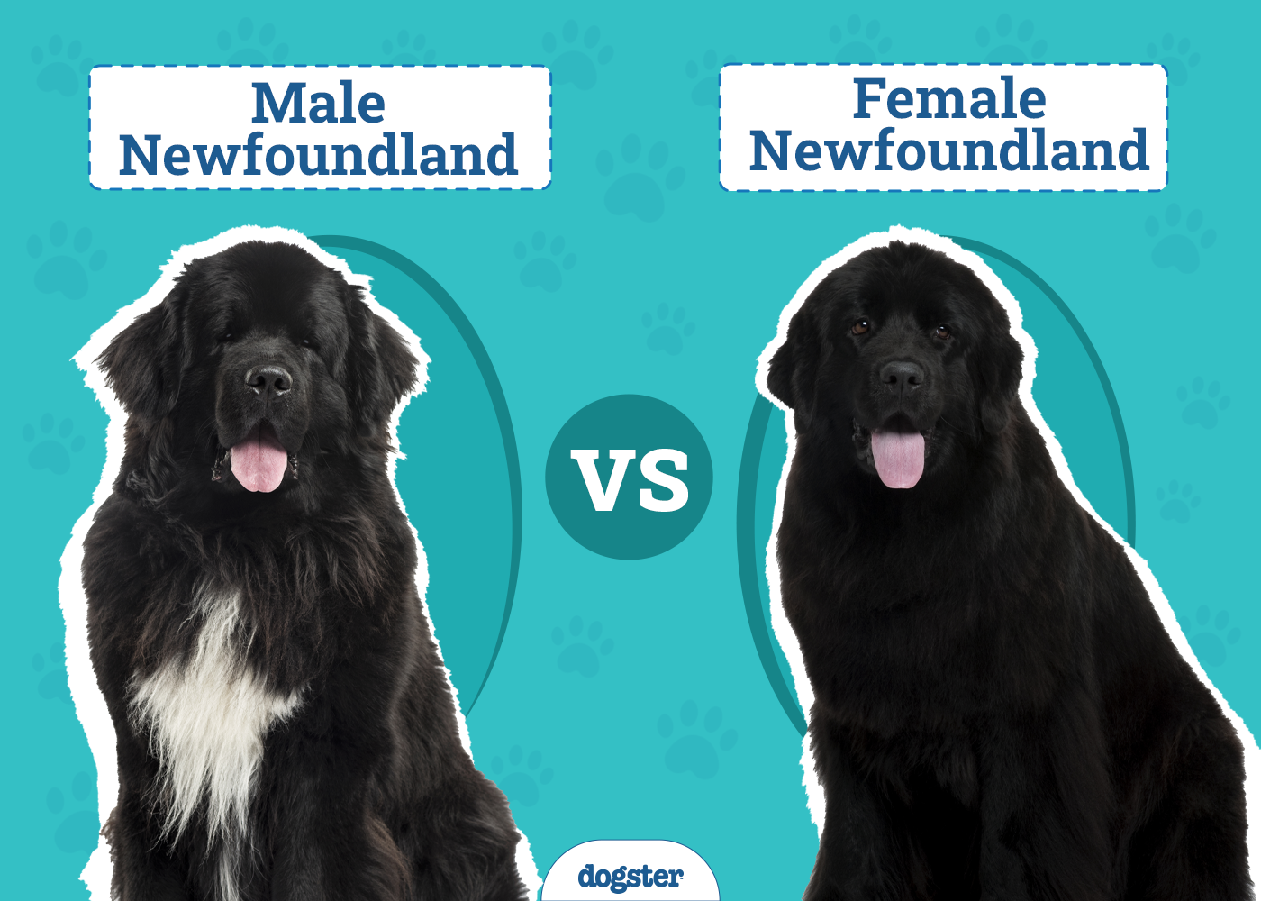 Male Vs Female Newfoundland