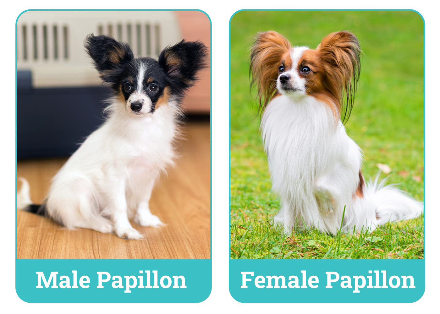 Male Vs Female Papillon Side By Side