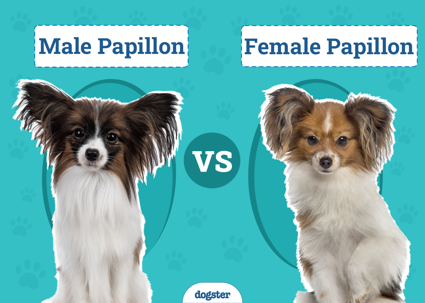 Male Vs Female Papillon
