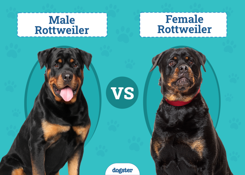Male Vs Female Rottweiler
