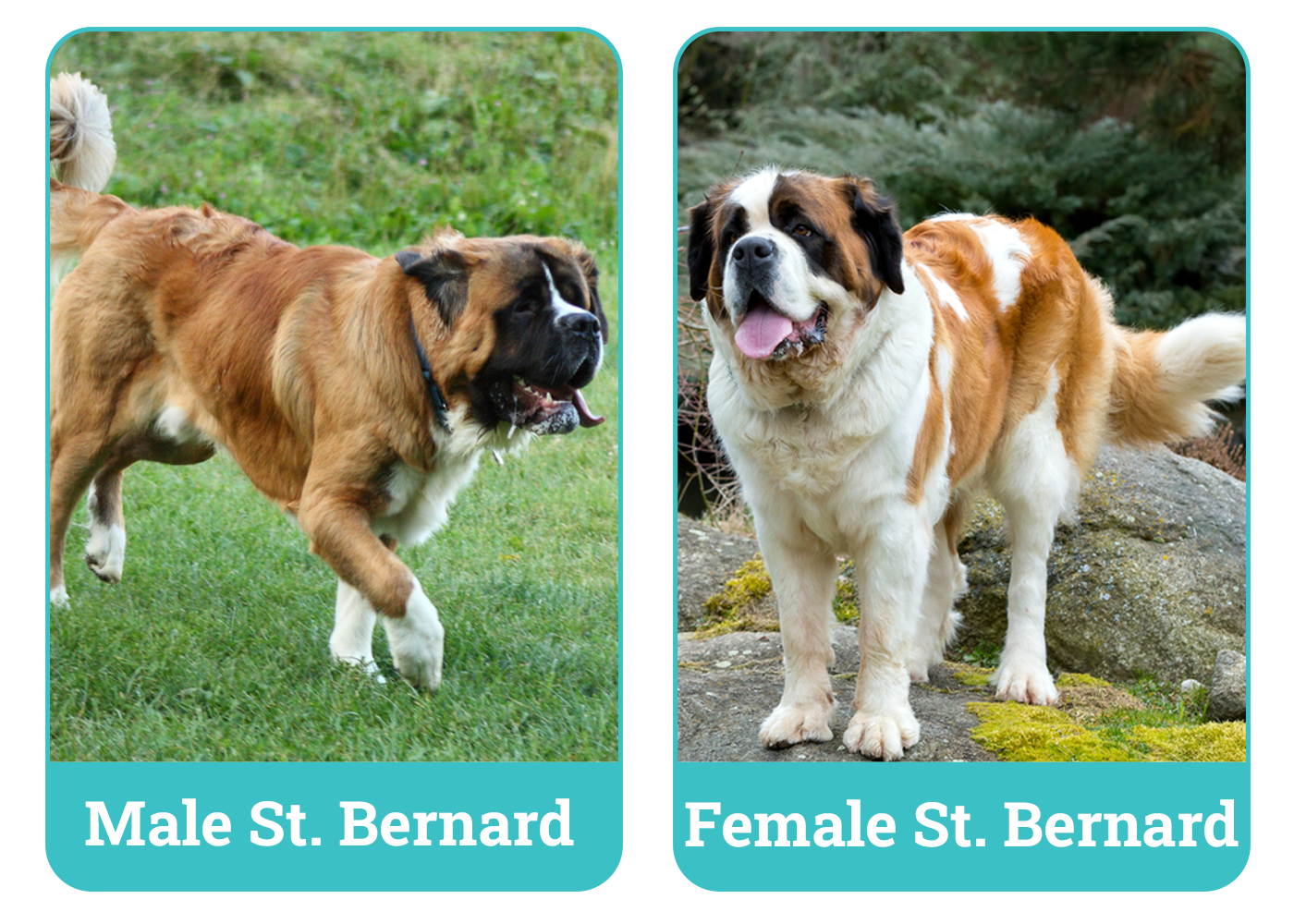 Male Vs Female Saint Bernard Side By Side