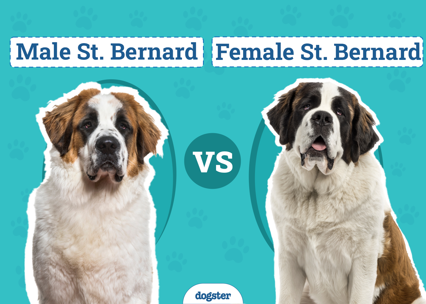 Male Vs Female Saint Bernard