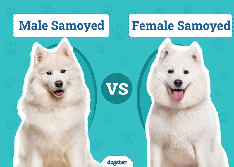 Male Vs Female Samoyed