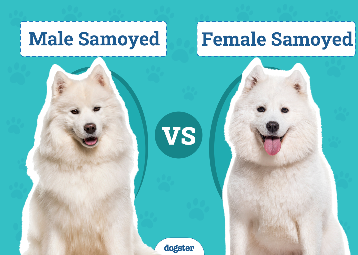 Male Vs Female Samoyed