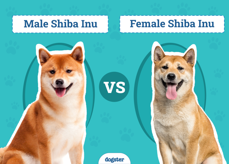 Male Vs Female Shiba Inu
