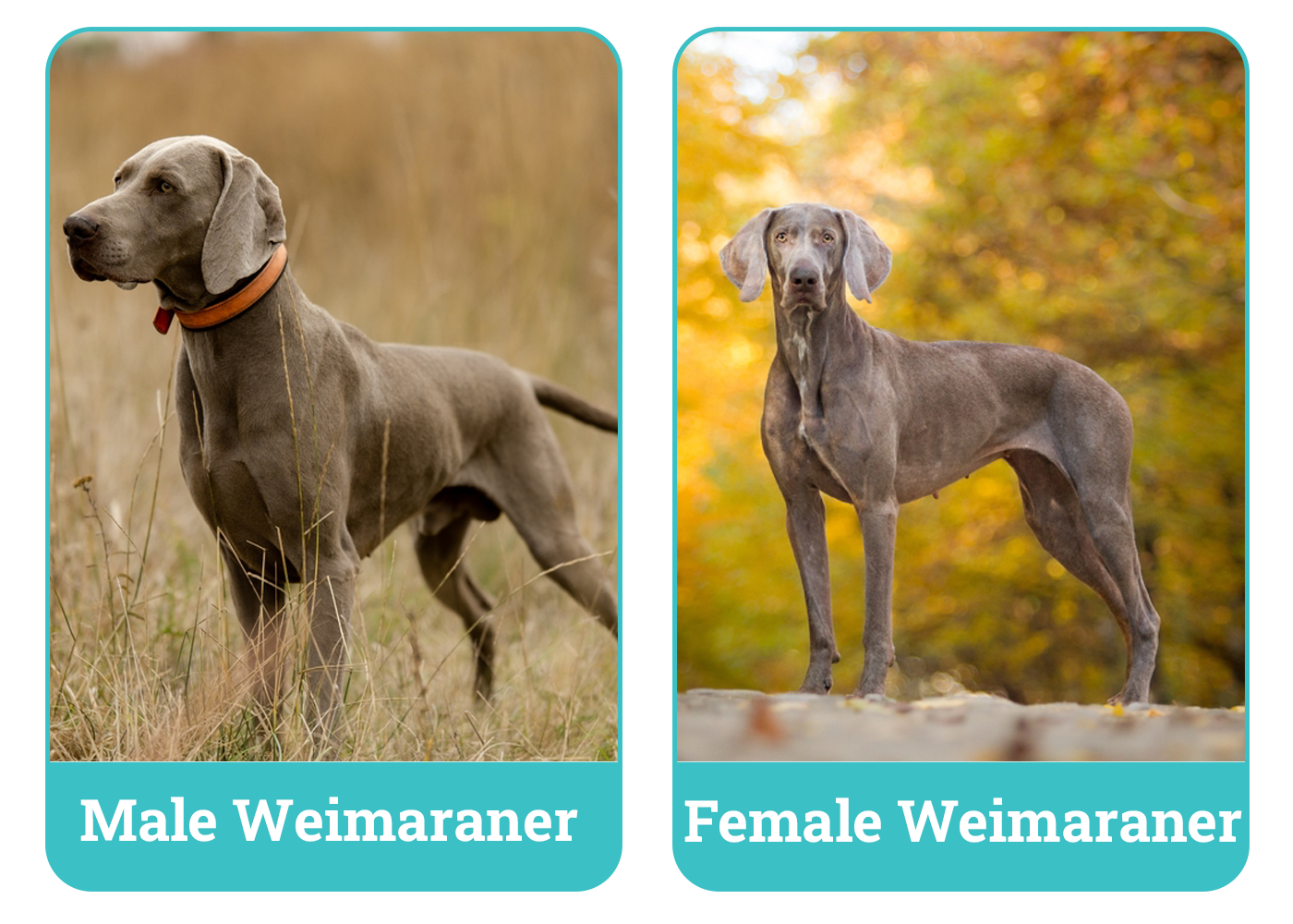 Male Vs Female Weimaraner Side By Side