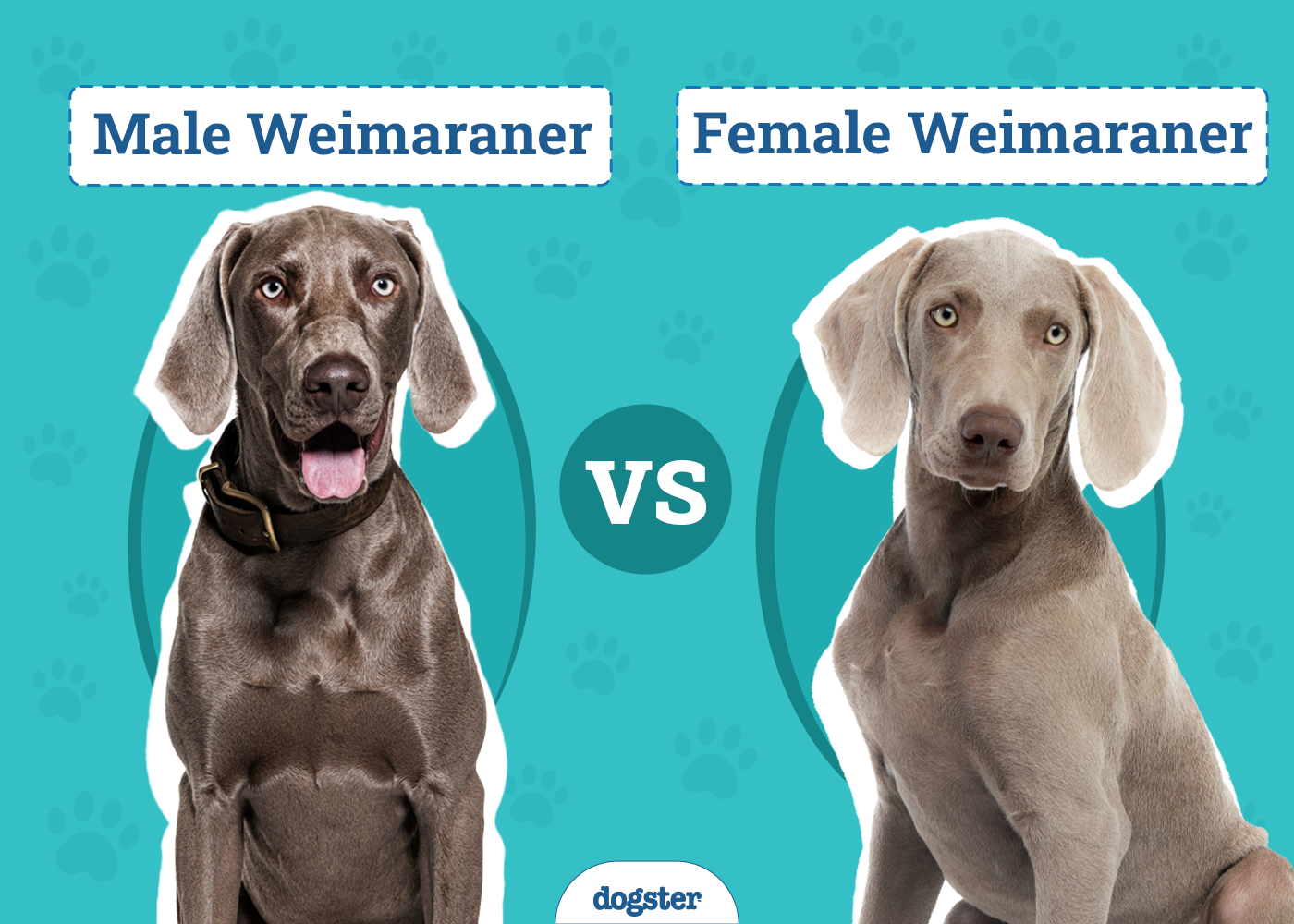 Male Vs Female Weimaraner