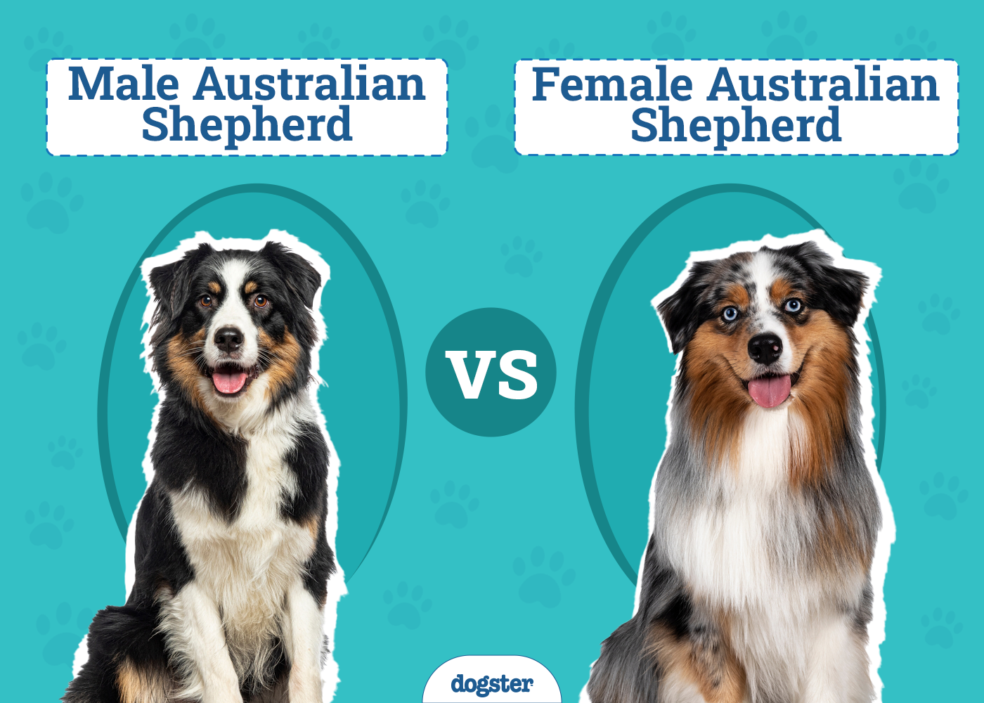 Male vs Female Australian Shepherd
