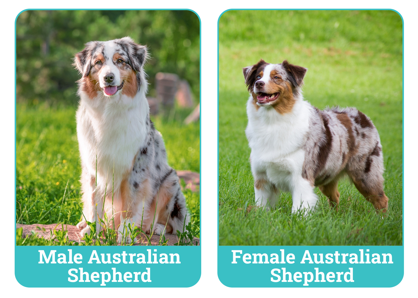 Male vs Female Australian Shepherds