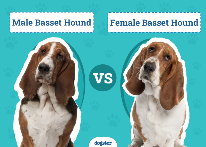Male vs Female Basset Hounds