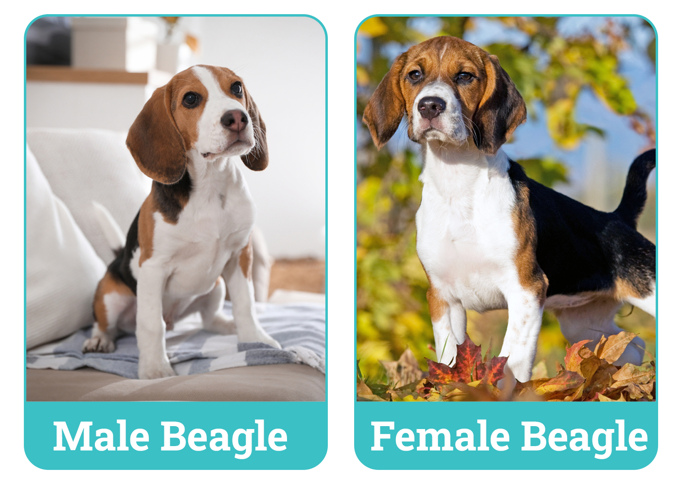 Male vs Female Beagle Side By Side