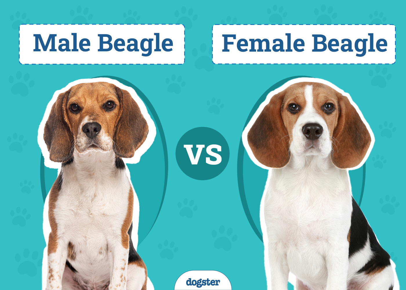 Male vs Female Beagle