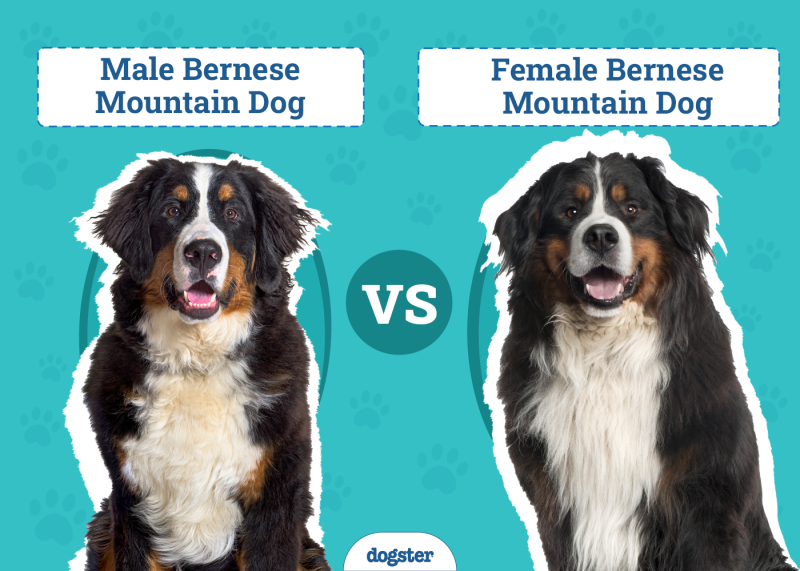 Male vs Female Bernese Mountain Dog