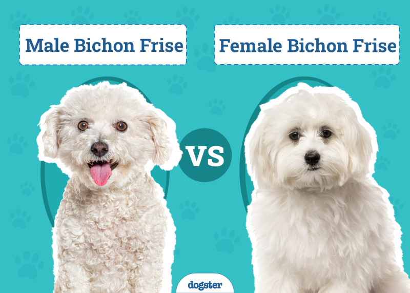 Male vs Female Bichon Frises