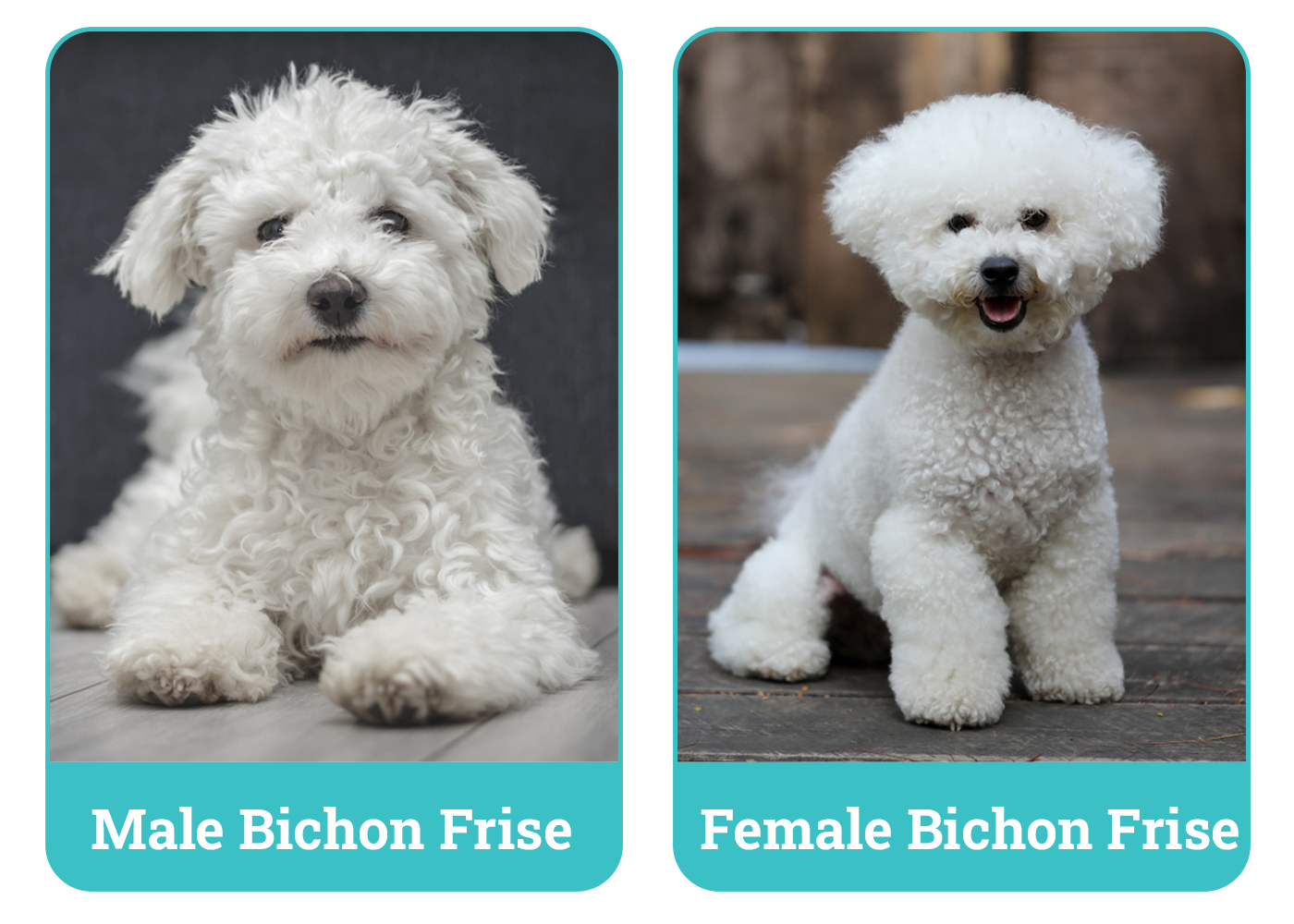 Male vs Female Bichon Frises