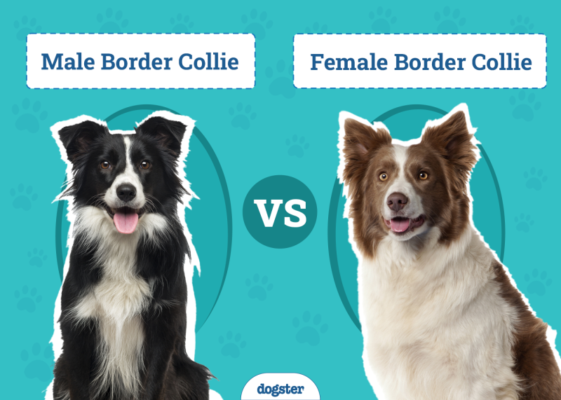 Male vs Female Border Collies