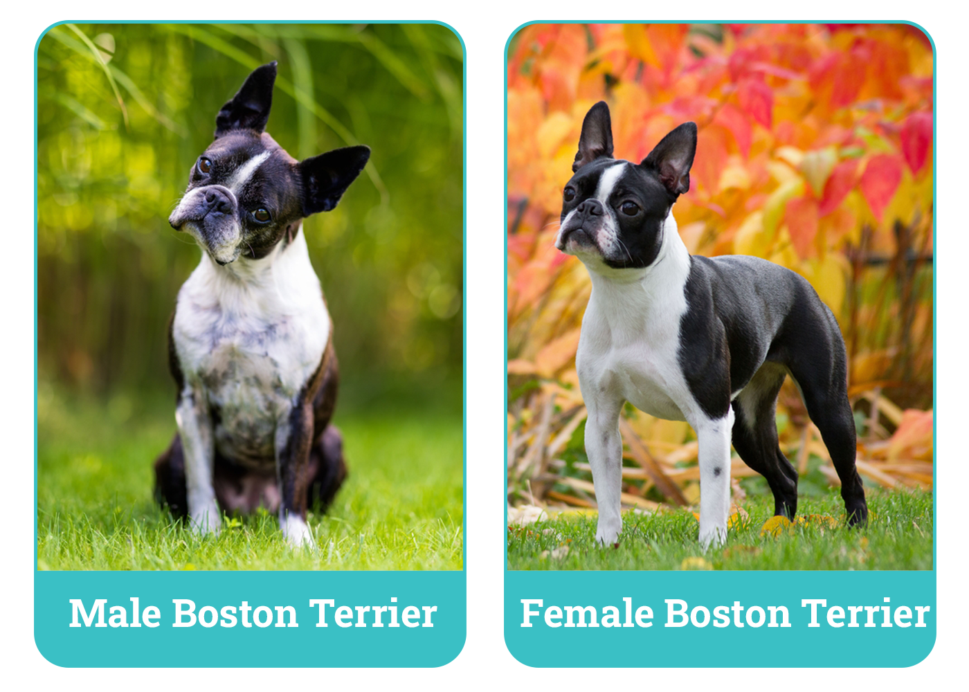 Male vs Female Boston Terrier