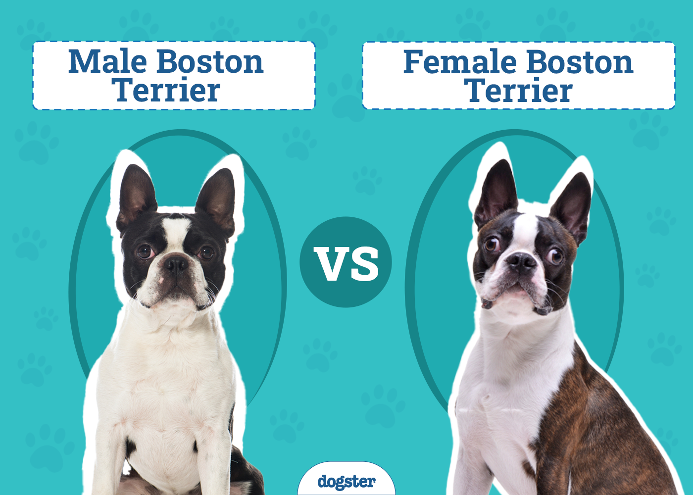 Male vs Female Boston Terrier