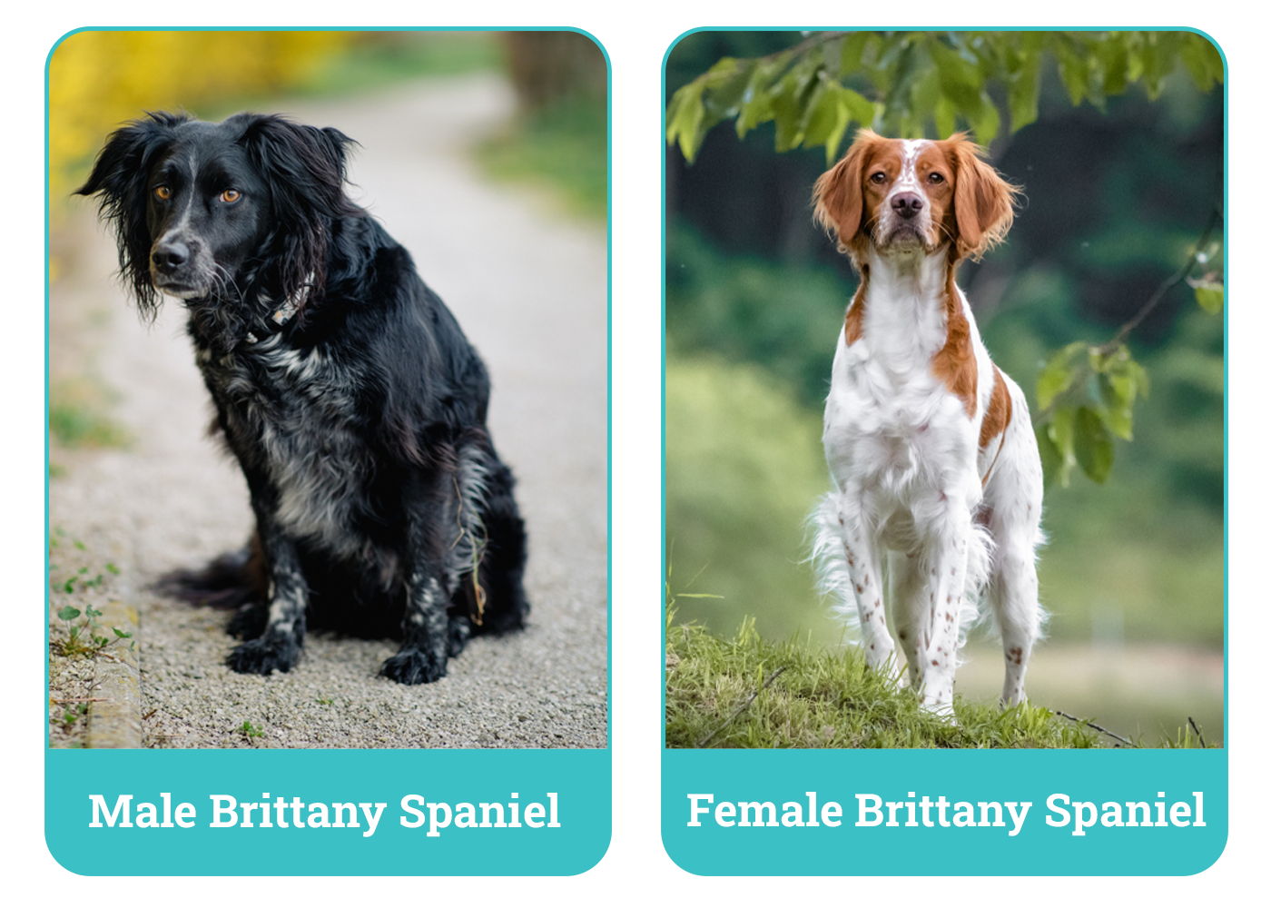 Male vs Female Brittanys