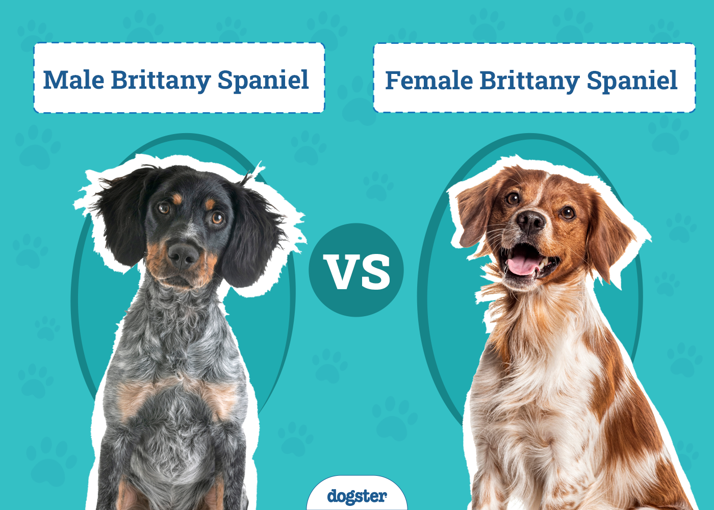 Male vs Female Brittanys