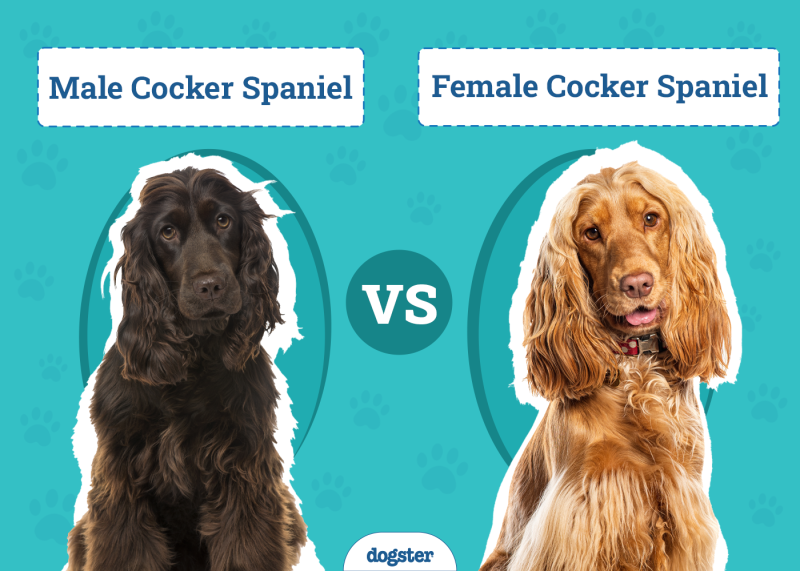 Male vs Female Cocker Spaniels