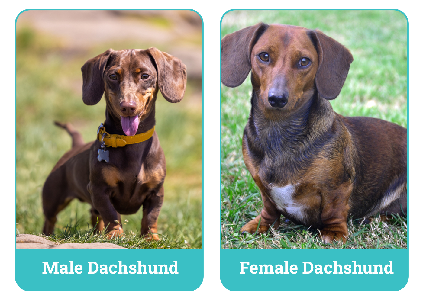 Male vs Female Dachshund Side By Side