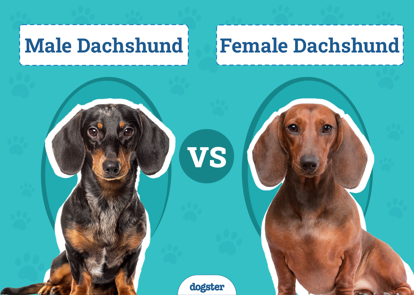 Male vs Female Dachshunds