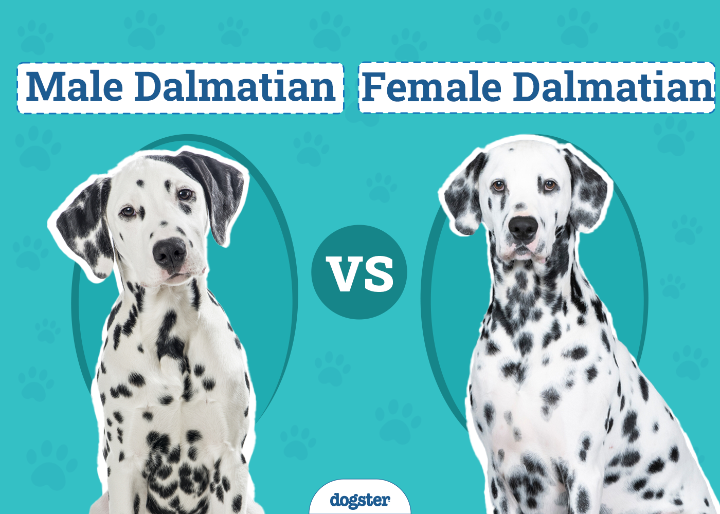 Male vs. Female Dalmatians