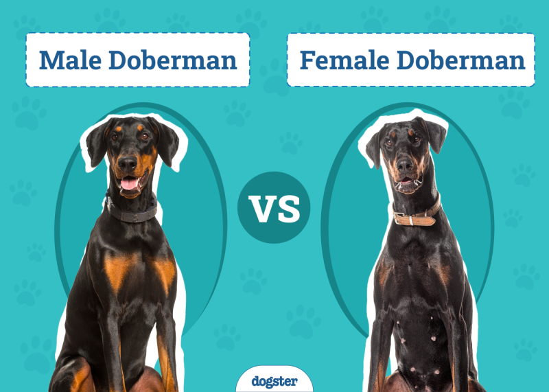 Male vs Female Dobermans