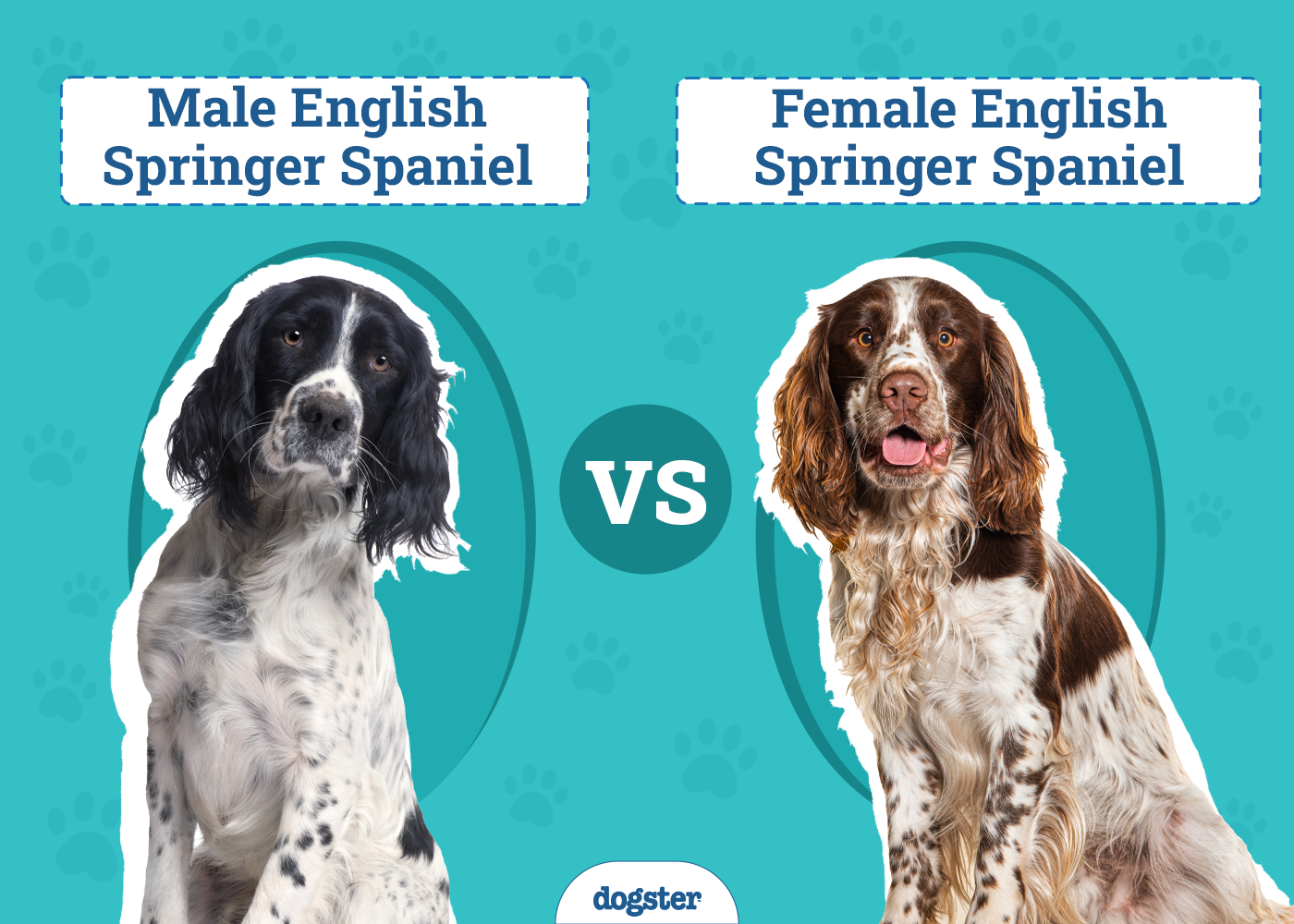 Male vs Female English Springer Spaniel