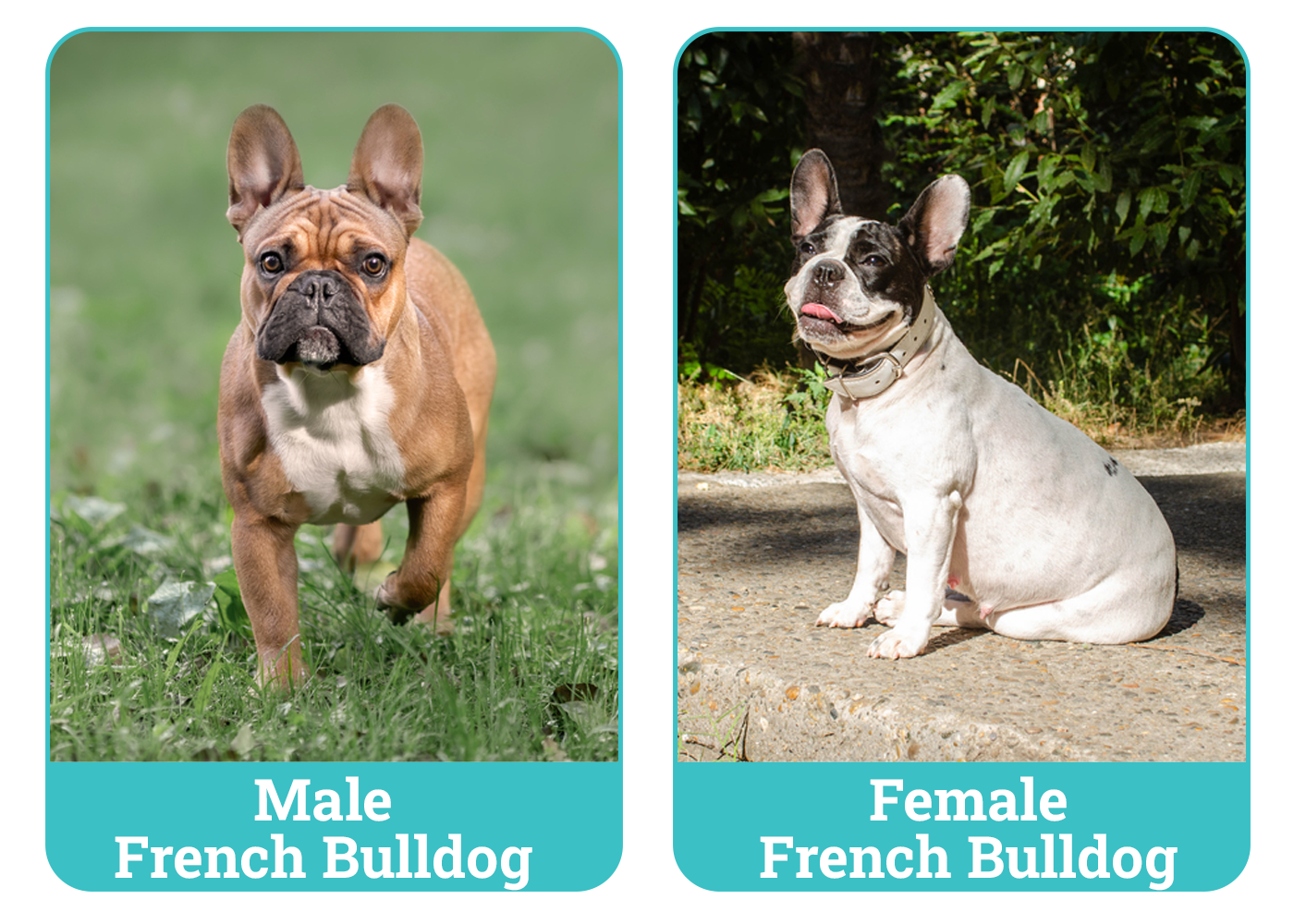 Male vs Female French Bulldog Side By Side