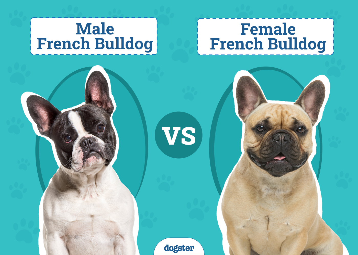Male vs Female French Bulldog