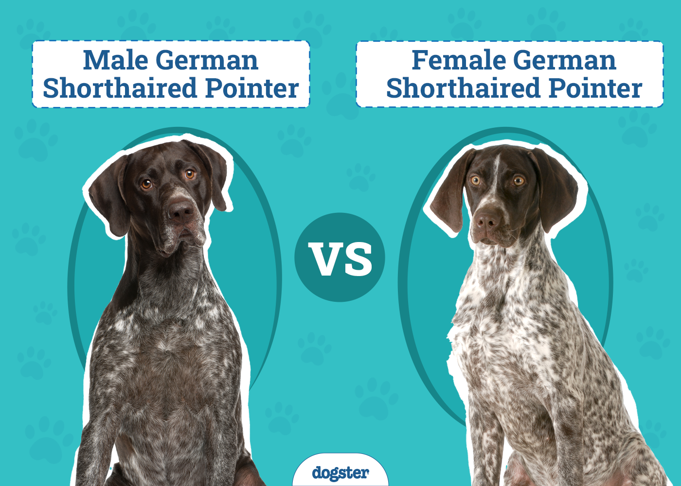 Male vs Female German Shorthaired Pointer