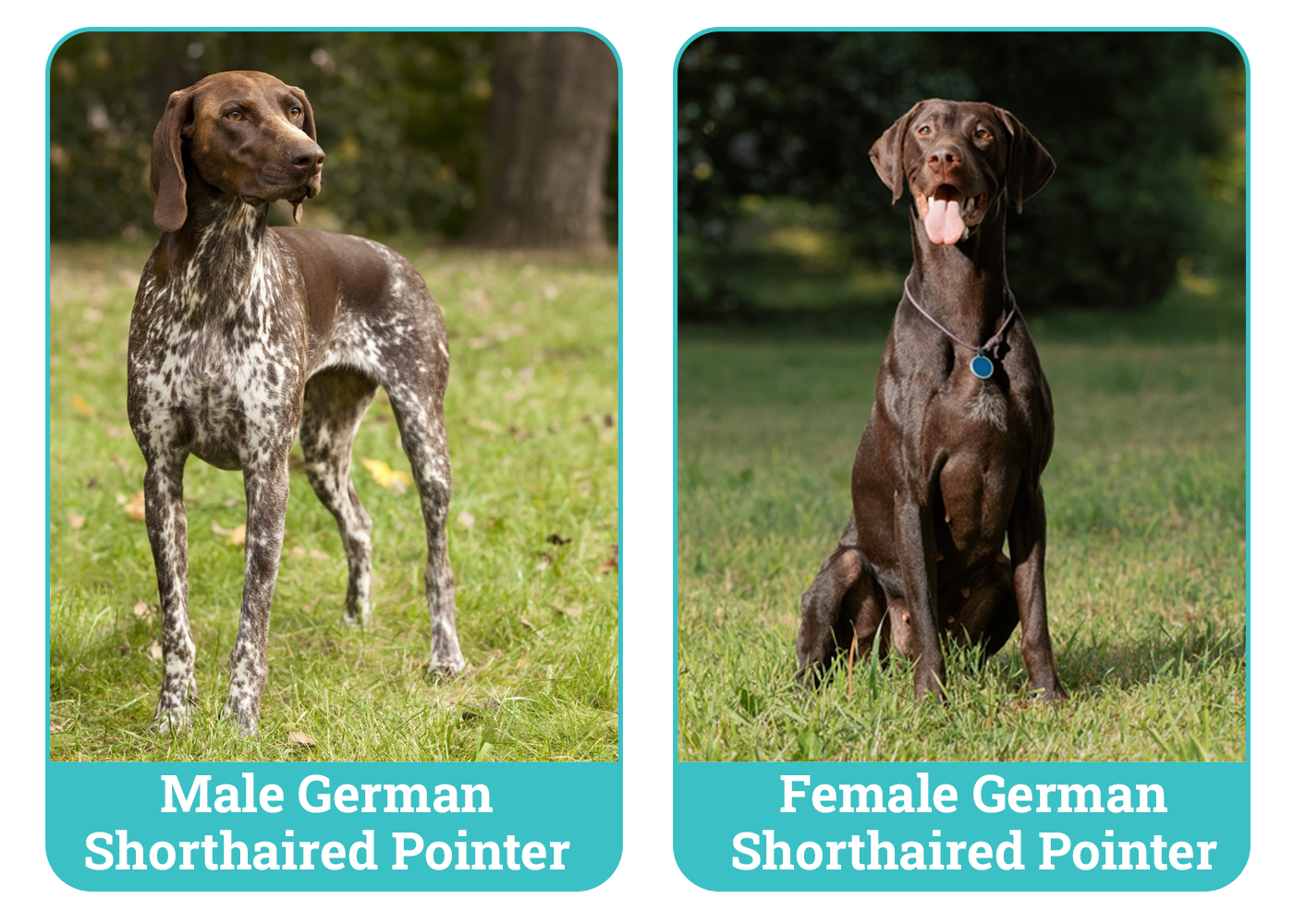 Male vs Female German Shorthaired Pointers