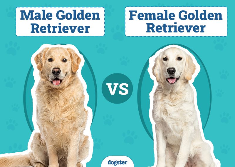 Male vs Female Golden Retriever