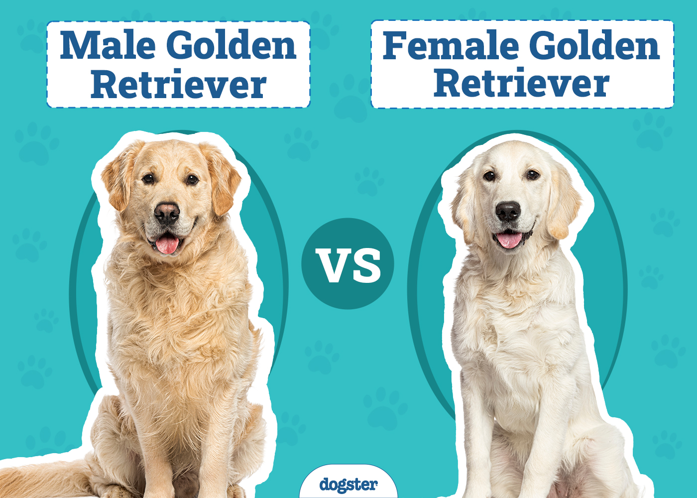 Male vs Female Golden Retriever