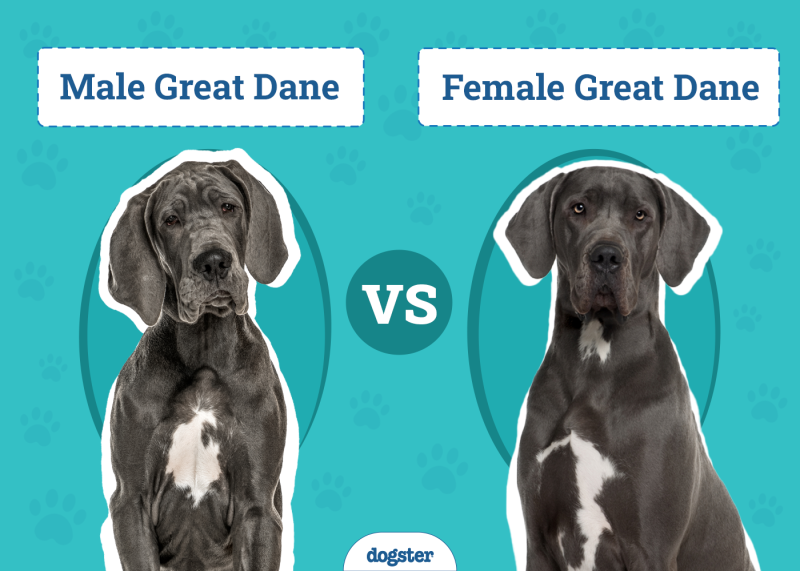 Male vs Female Great Danes