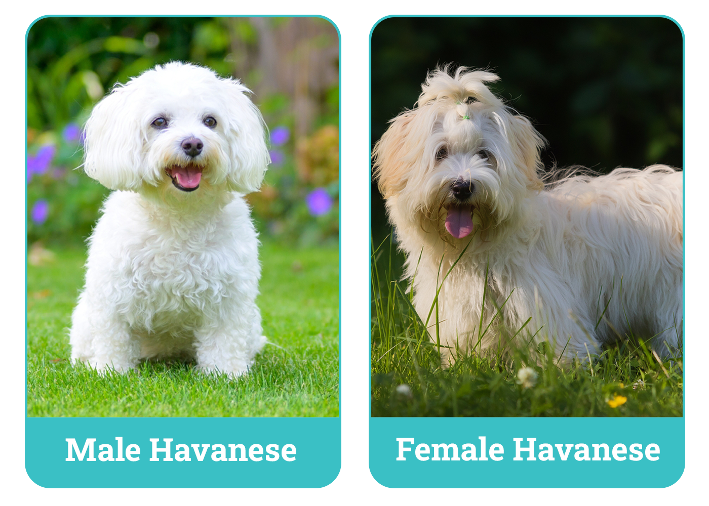 Male vs Female Havanese