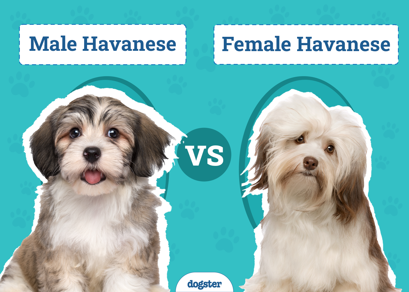 Male vs Female Havanese