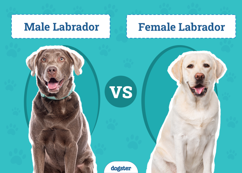 Male vs Female Labrador