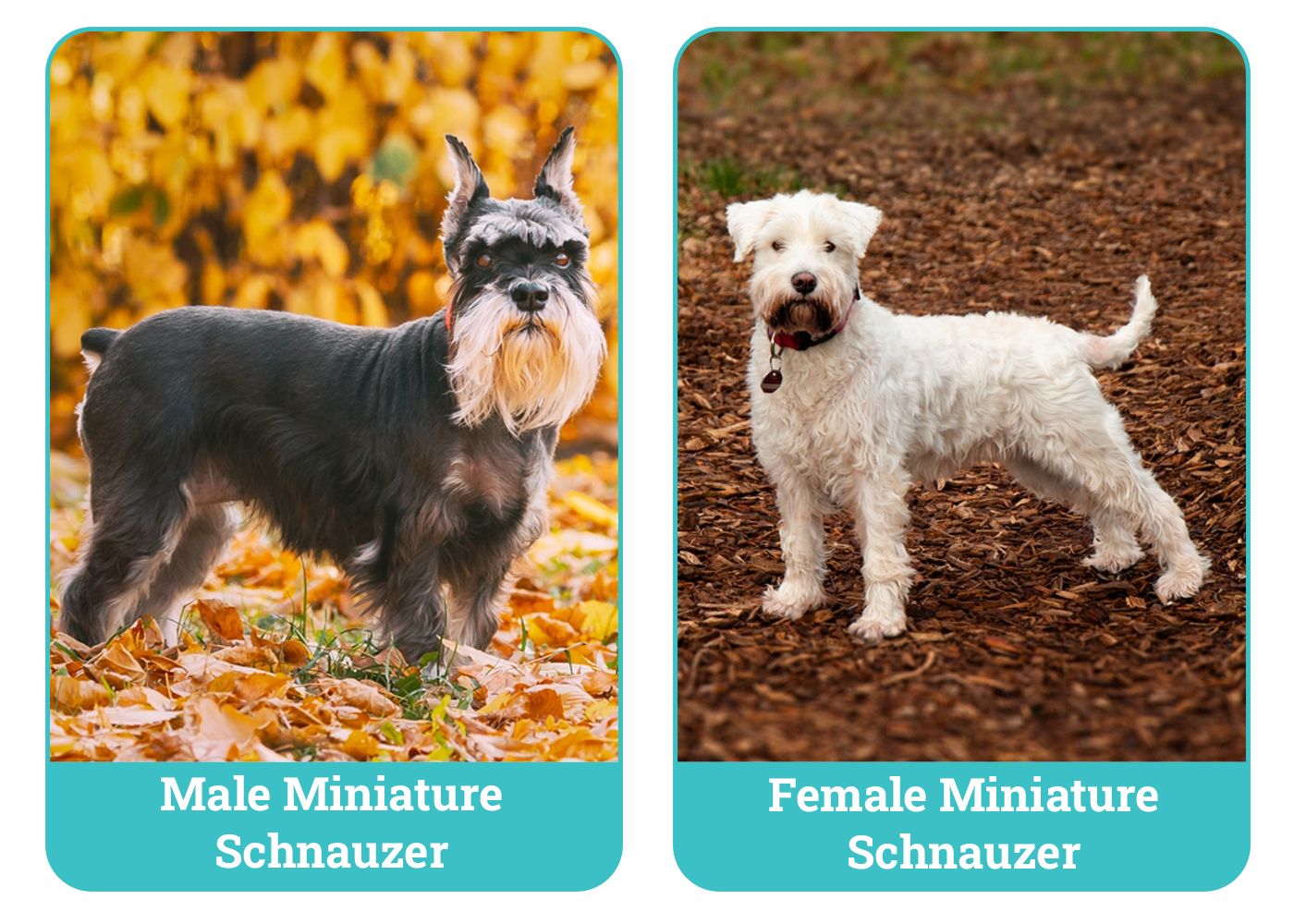 Male vs Female Miniature Schnauzer