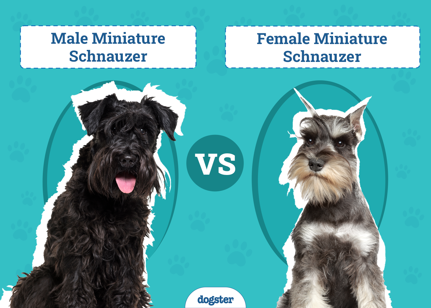 Male vs Female Miniature Schnauzer
