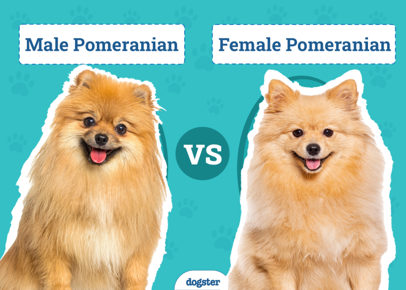 Male vs Female Pomeranians